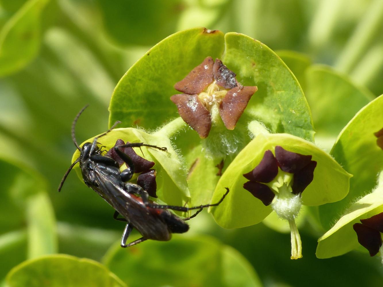 Pompilidae su euforbia